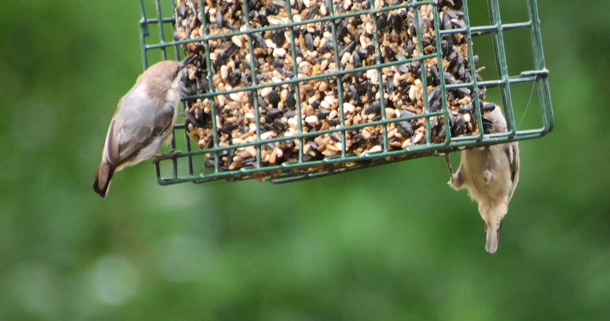 Brown-headed Nuthatch - ML639784989
