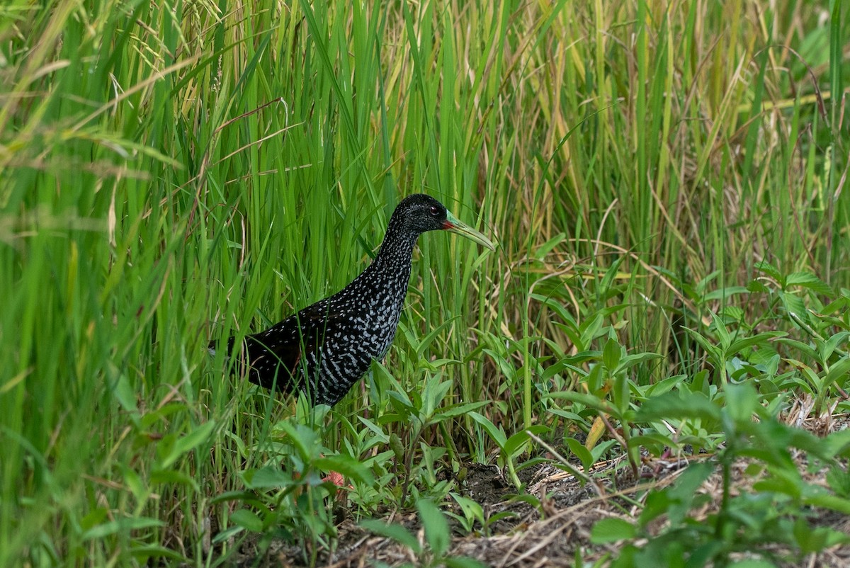 Spotted Rail - ML639785037