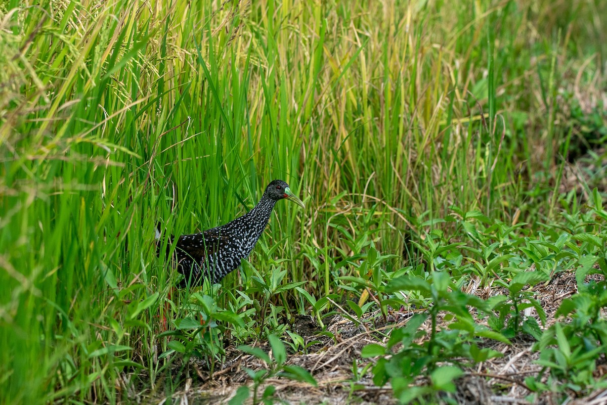 Spotted Rail - ML639785038