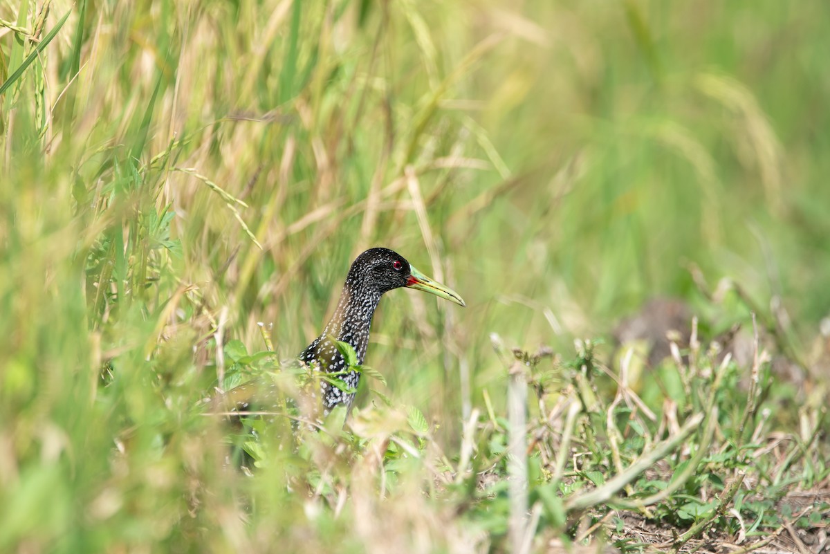 Spotted Rail - ML639785039