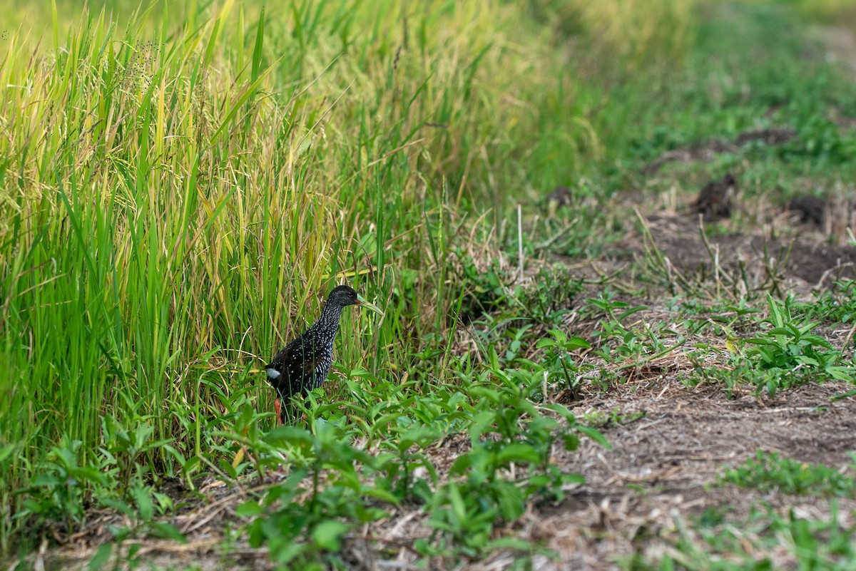 Spotted Rail - ML639785040