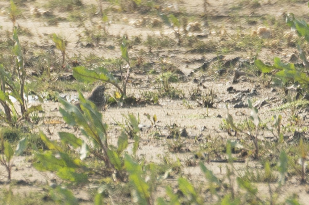 Water Pipit - ML639785058