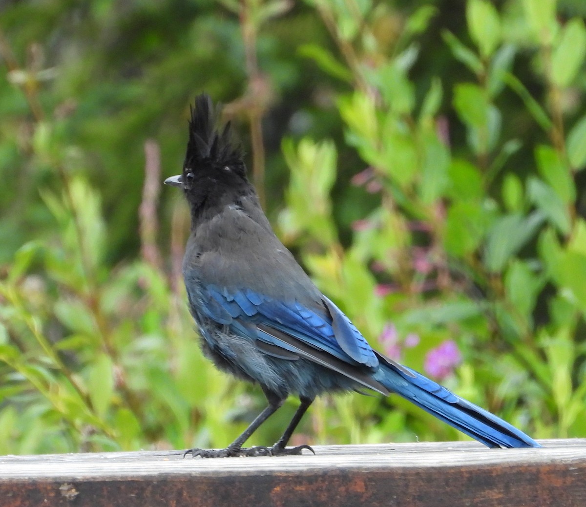 Steller's Jay - ML639785059