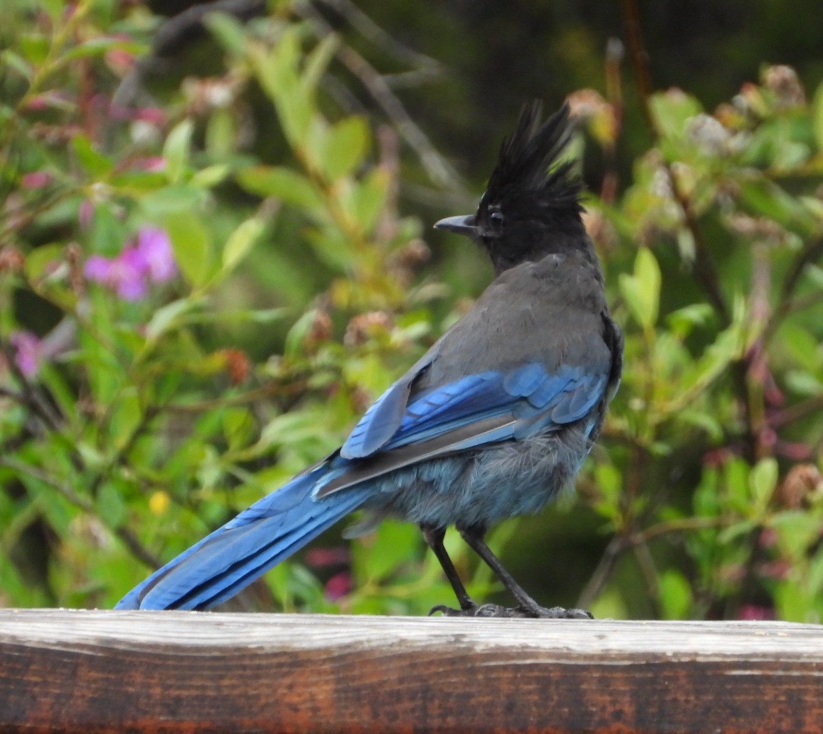 Steller's Jay - ML639785060