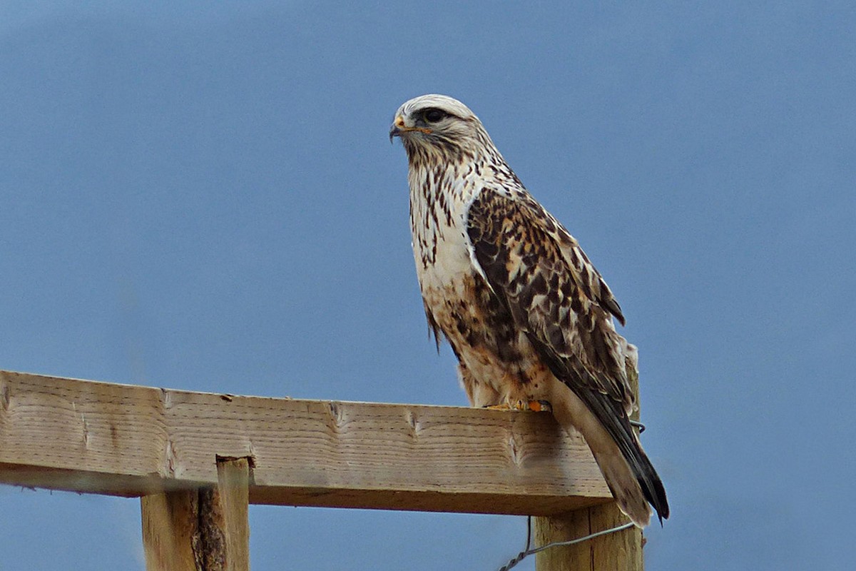 Rough-legged Hawk - ML639785168