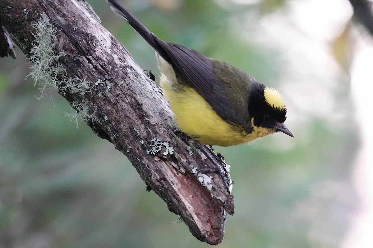 Yellow-crowned Redstart - ML639785206