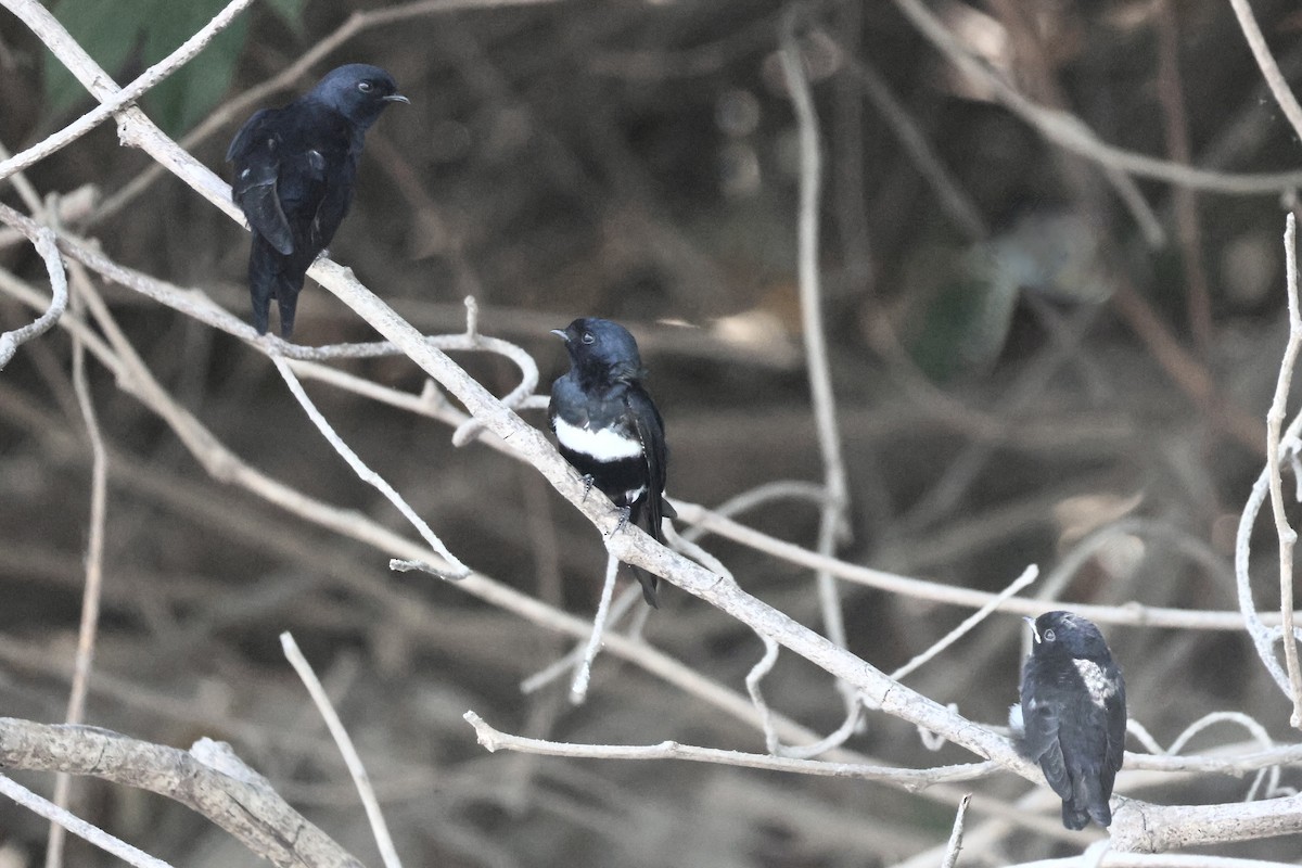 Golondrina Fajiblanca - ML639785215