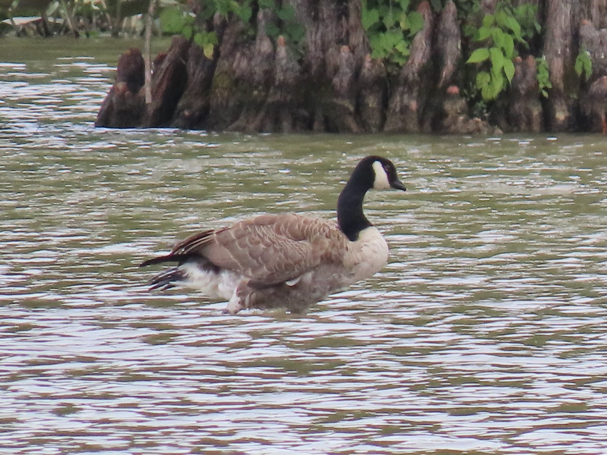 Cackling/Canada Goose - ML639785219