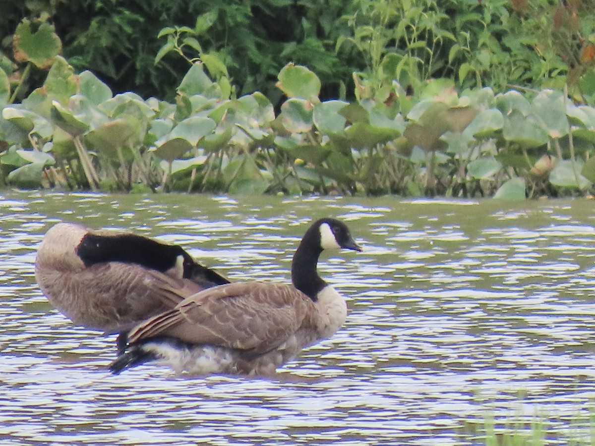 Cackling/Canada Goose - ML639785222