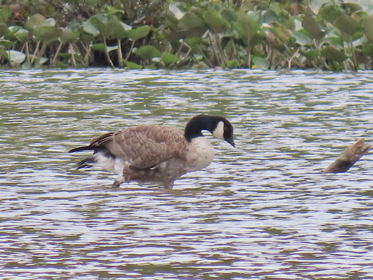 Cackling/Canada Goose - ML639785229