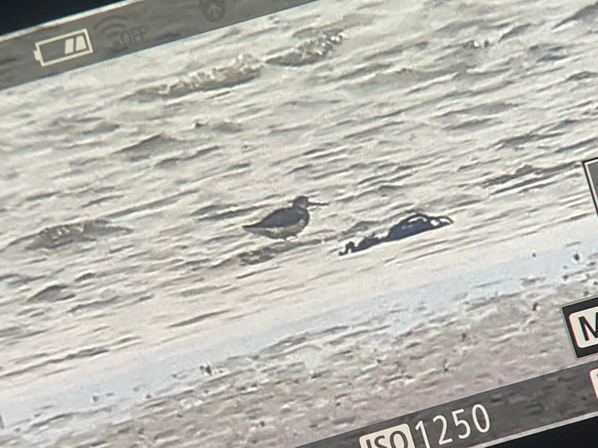 Nordmann's Greenshank - ML639785242