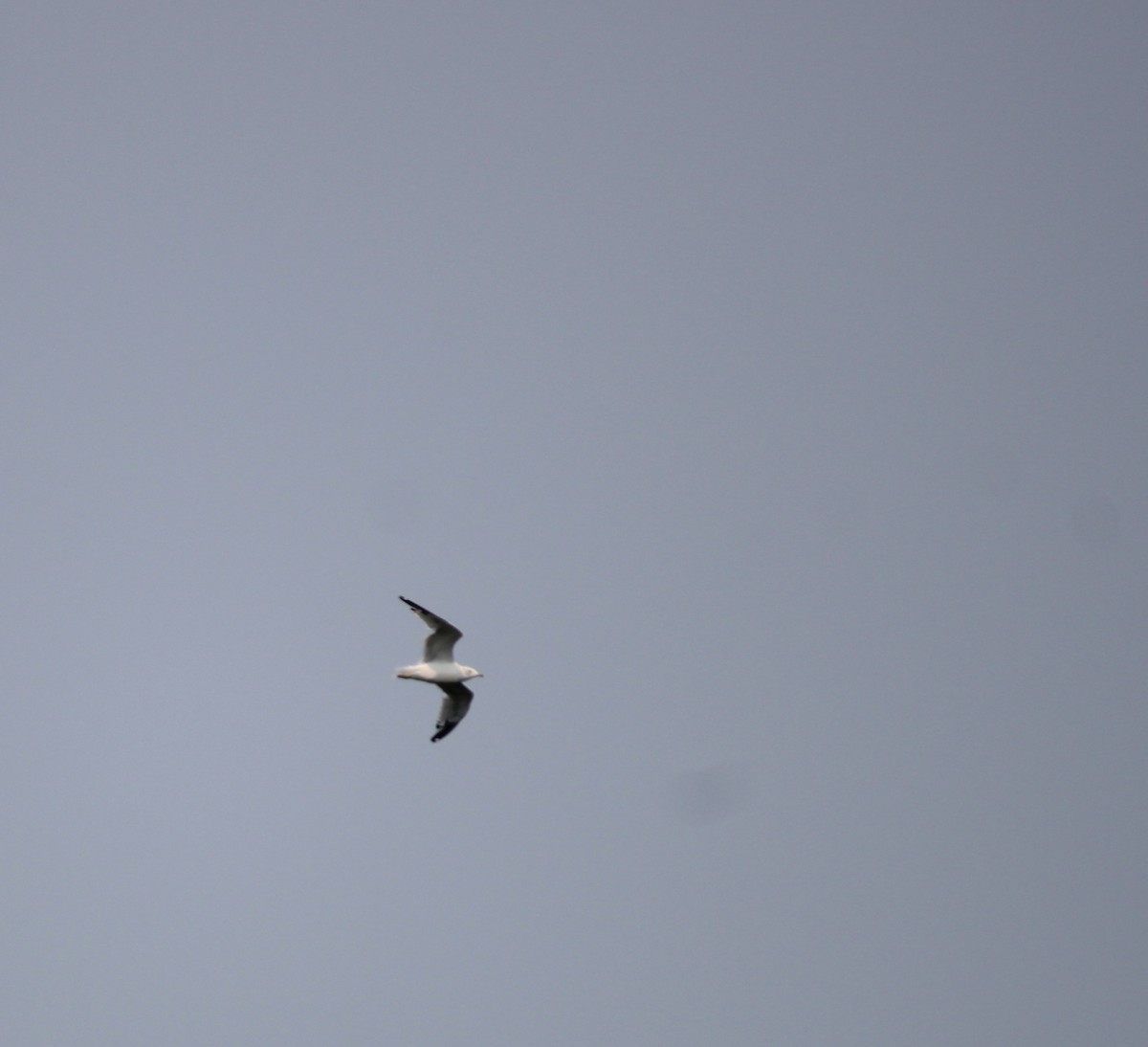 Ring-billed Gull - ML639785259