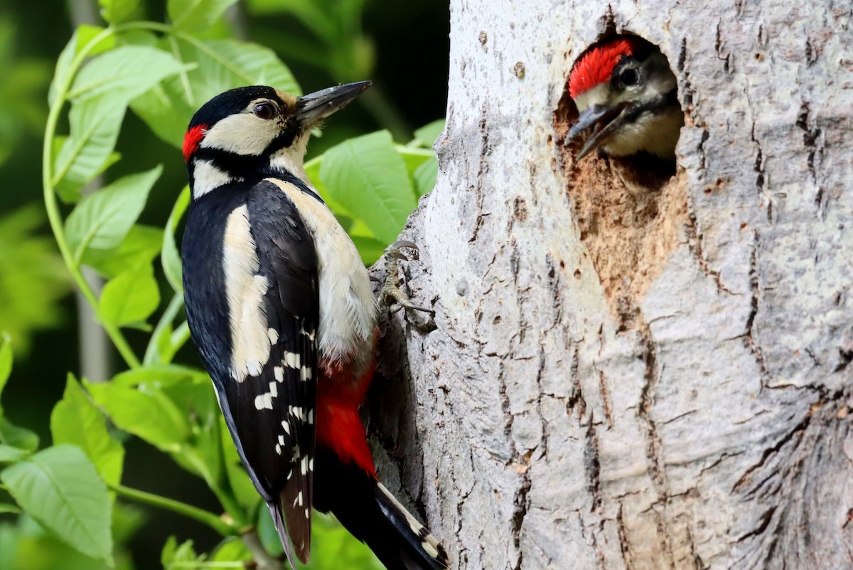 Great Spotted Woodpecker - ML639785293