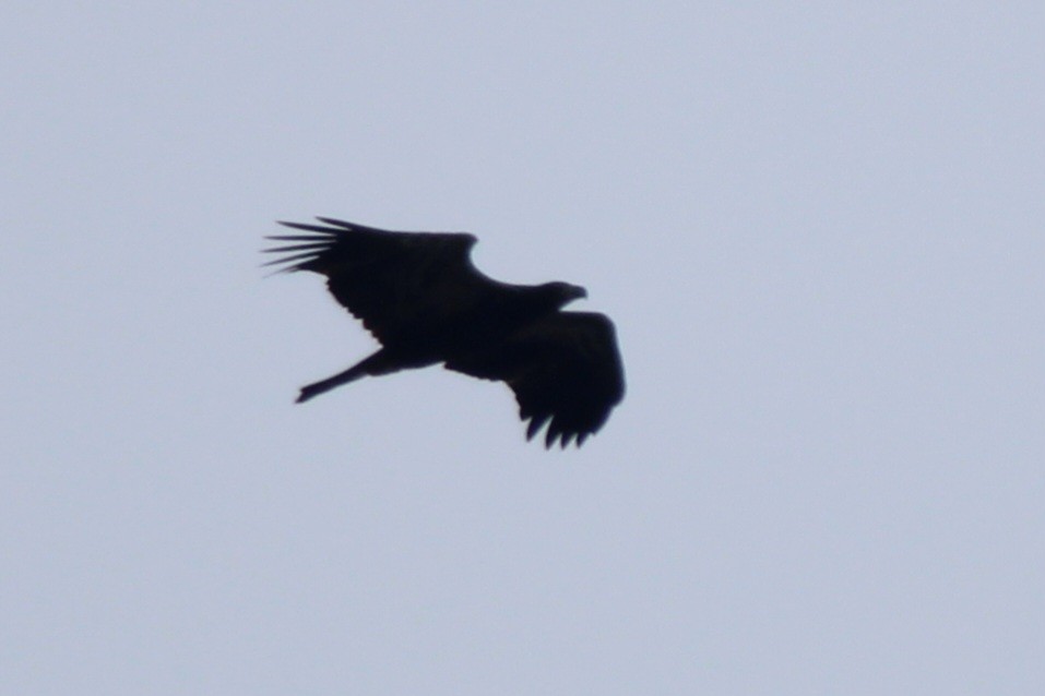 Bald Eagle - ML639785300