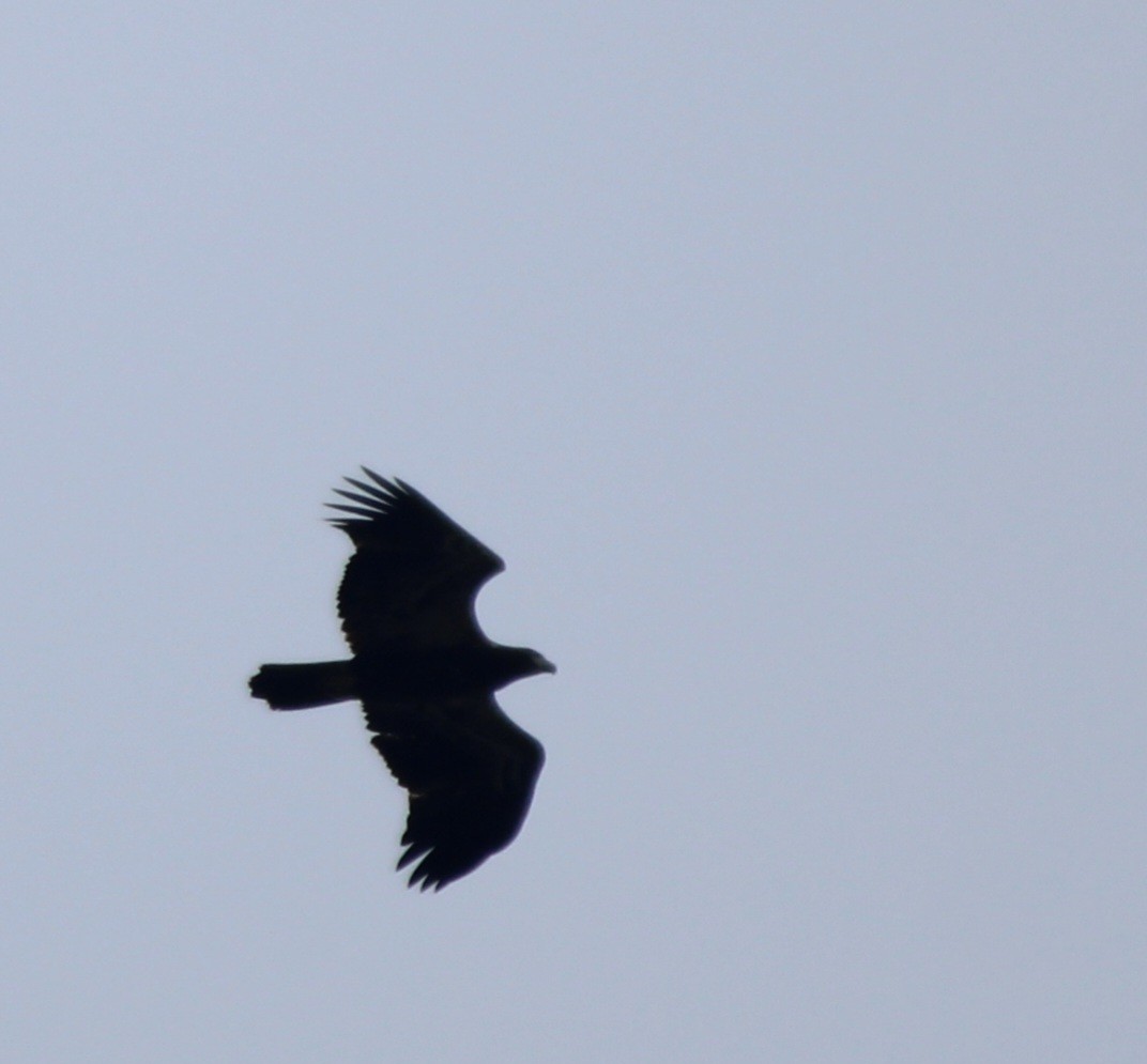 Bald Eagle - ML639785301
