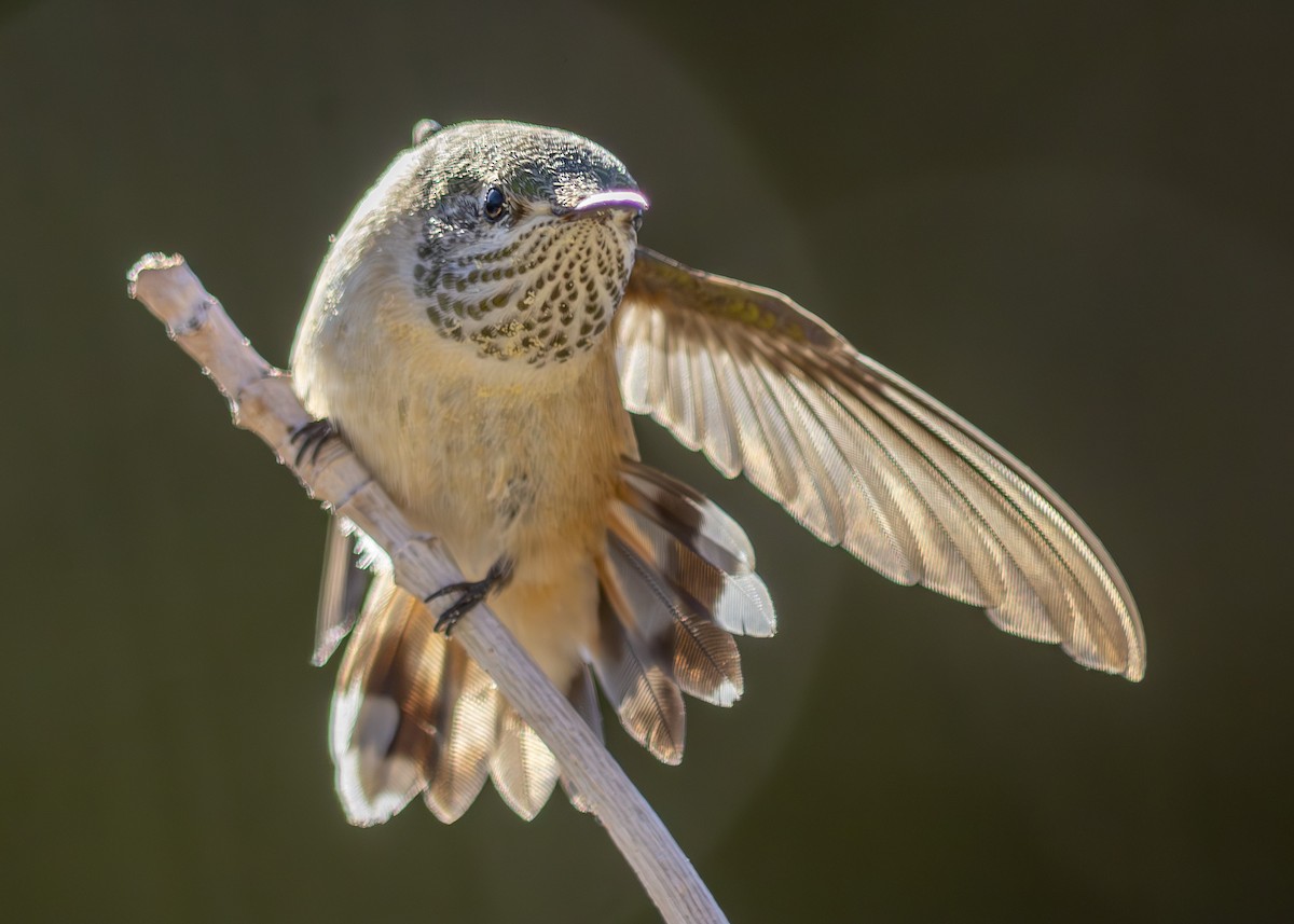 Calliope Hummingbird - ML639785302