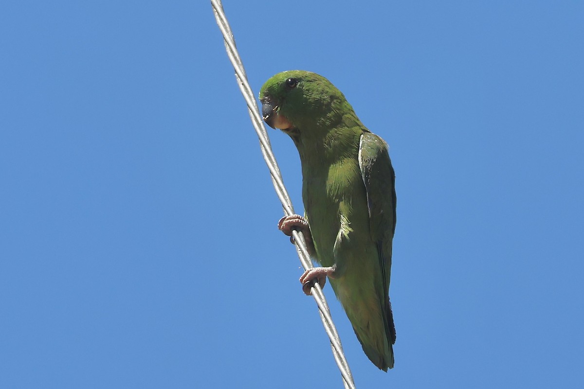 Dusky-billed Parrotlet - ML639785310