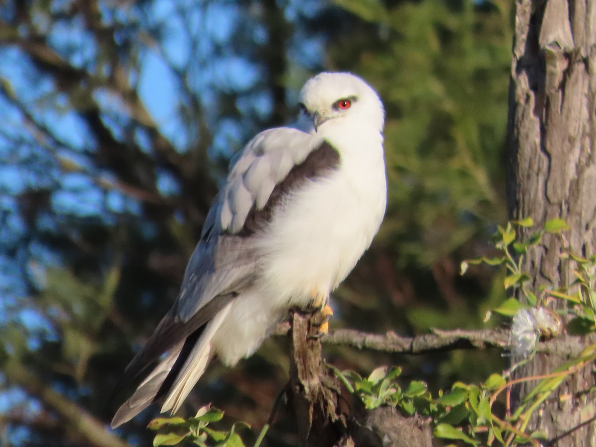 Black-shouldered Kite - ML639785327