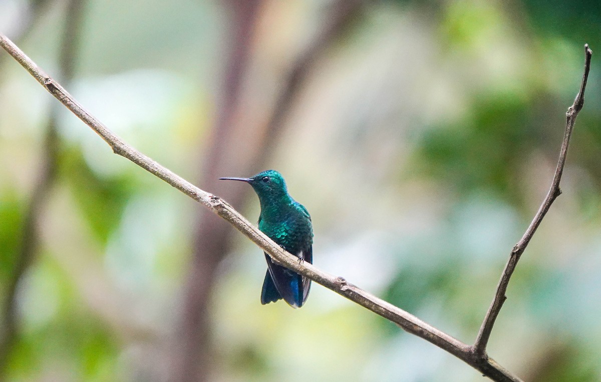 Steely-vented Hummingbird - ML639785336