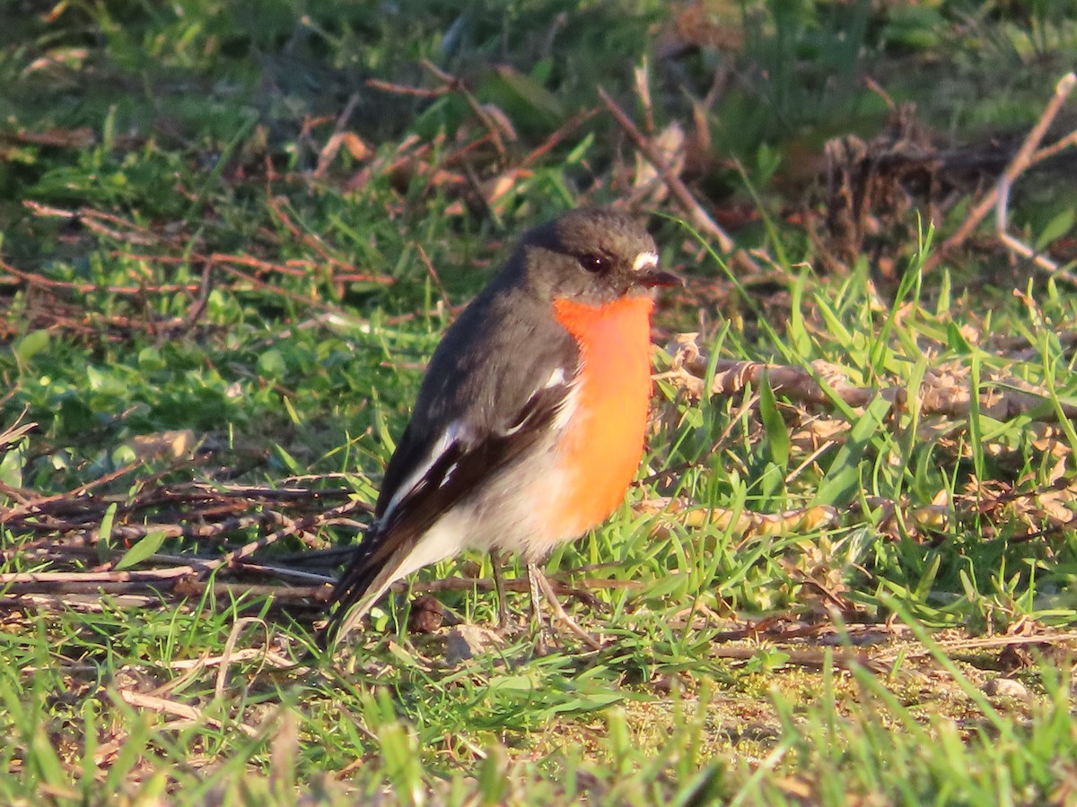 Flame Robin - ML639785338