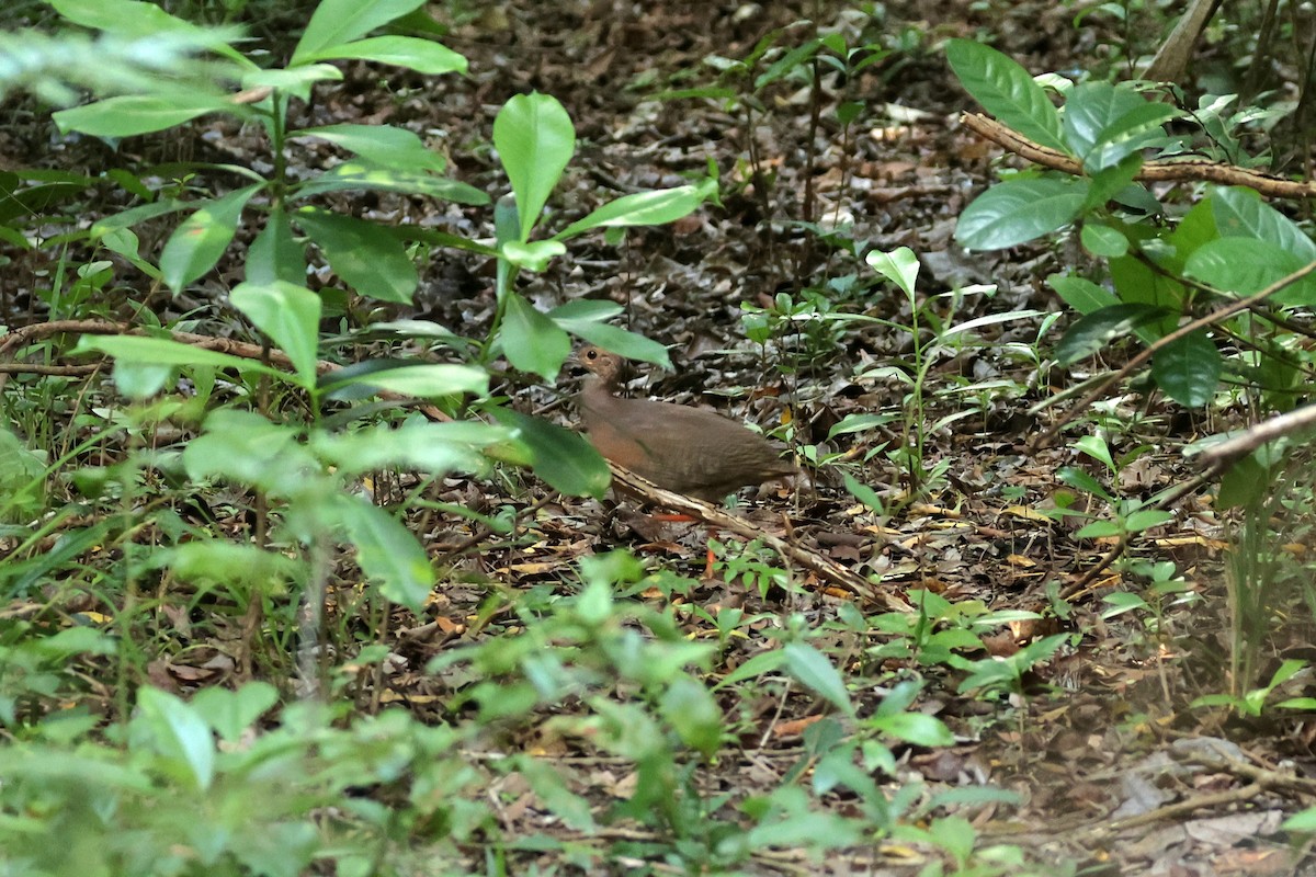 Thicket Tinamou - ML639785342