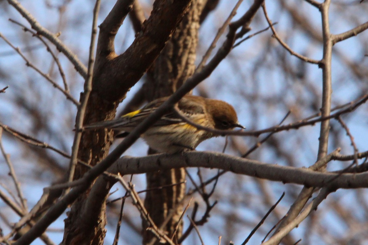 Yellow-rumped Warbler (Myrtle) - ML639785362
