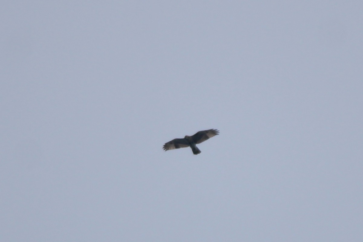 Red-tailed Hawk - ML639785381