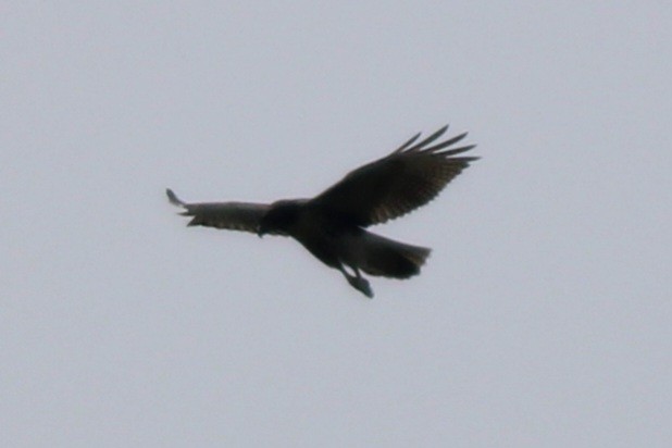 Red-tailed Hawk - ML639785382