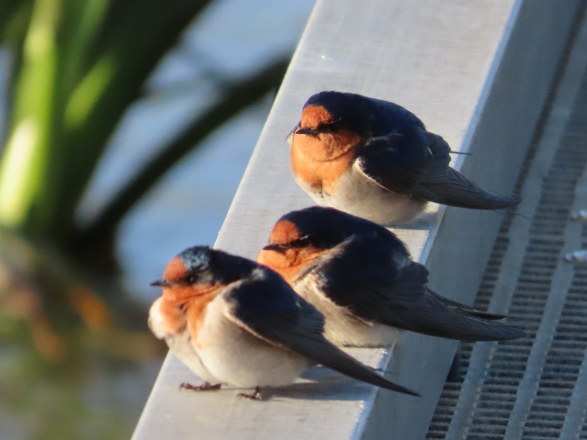 Welcome Swallow - ML639785383