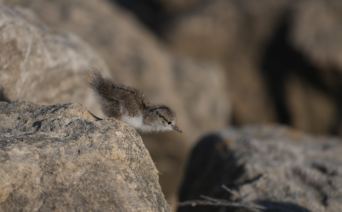 Spotted Sandpiper - ML639785435