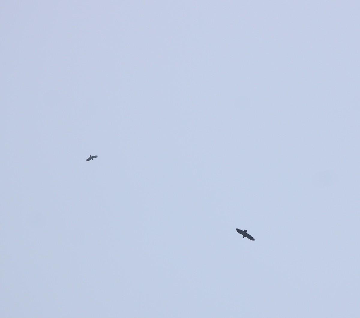 Turkey Vulture - ML639785448