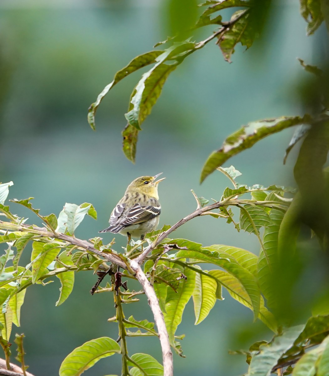 Blackpoll Warbler - ML639785449