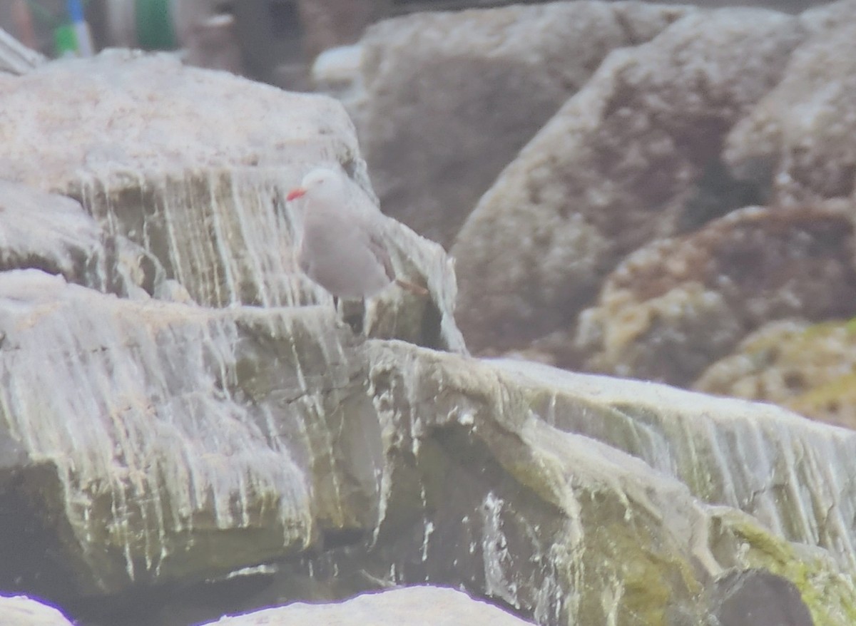 Heermann's Gull - ML639785469