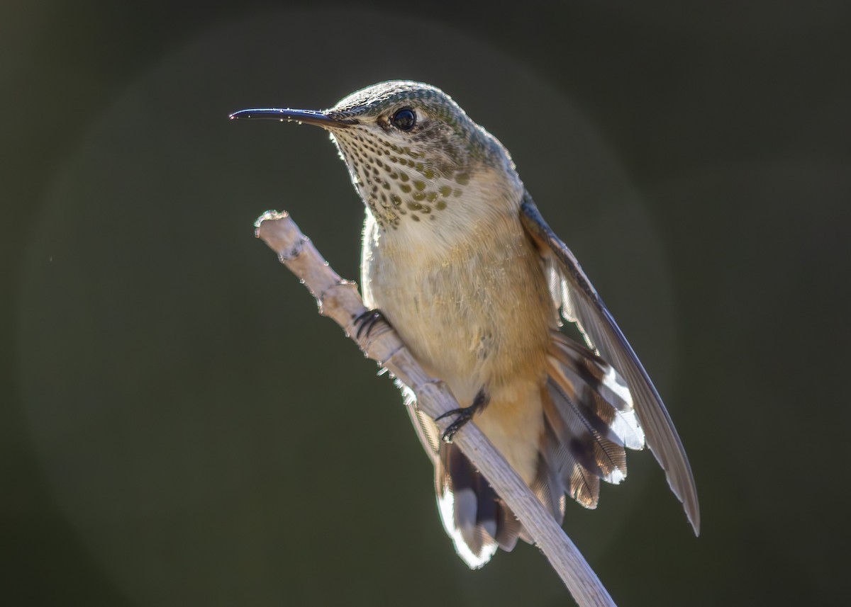 Calliope Hummingbird - ML639785526