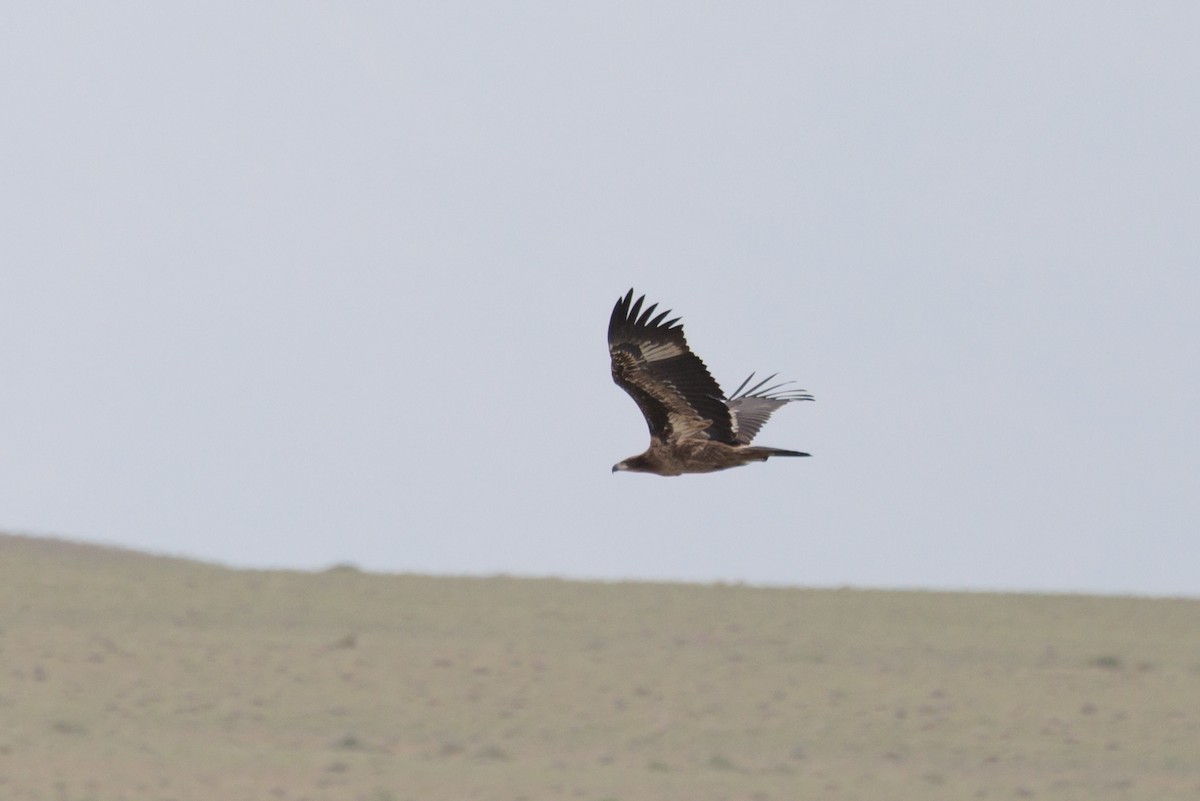 Pallas's Fish-Eagle - ML639785528