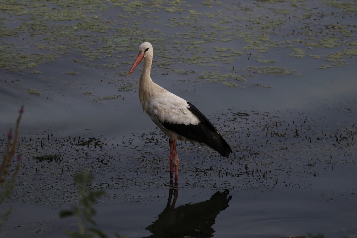 White Stork - ML639785601