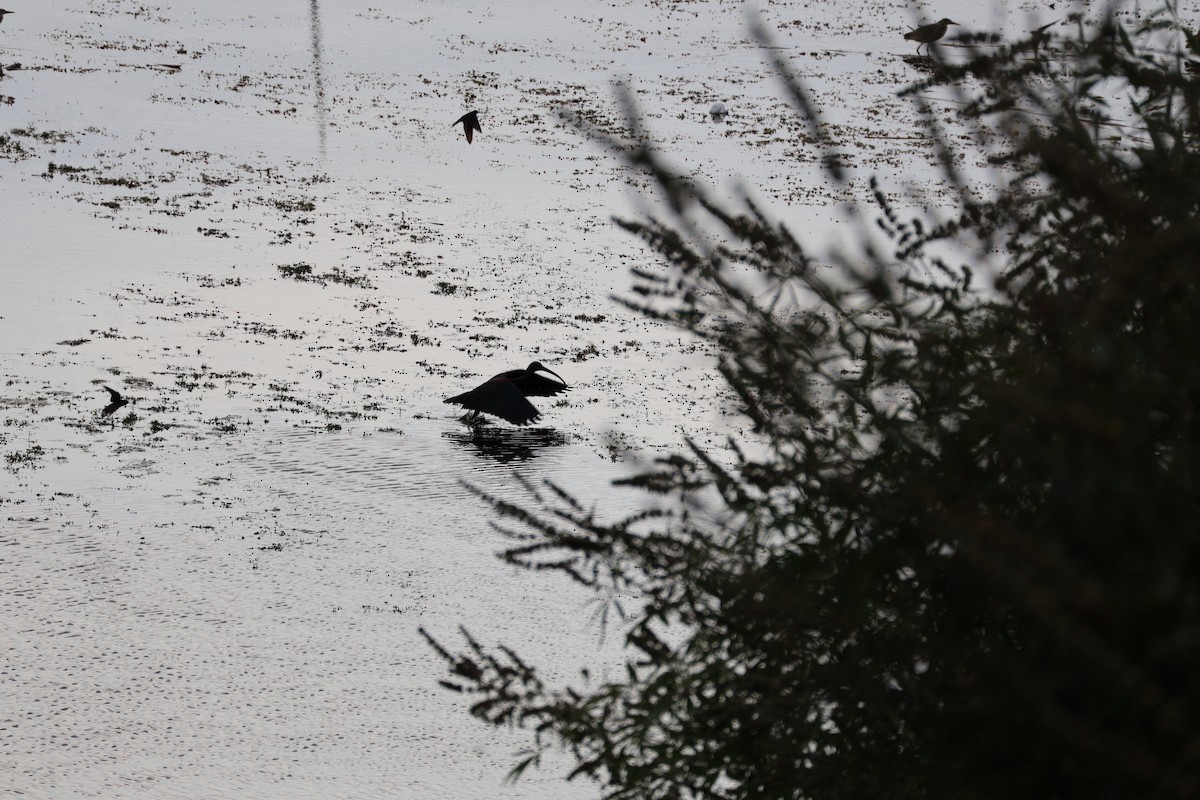 Glossy Ibis - ML639785622