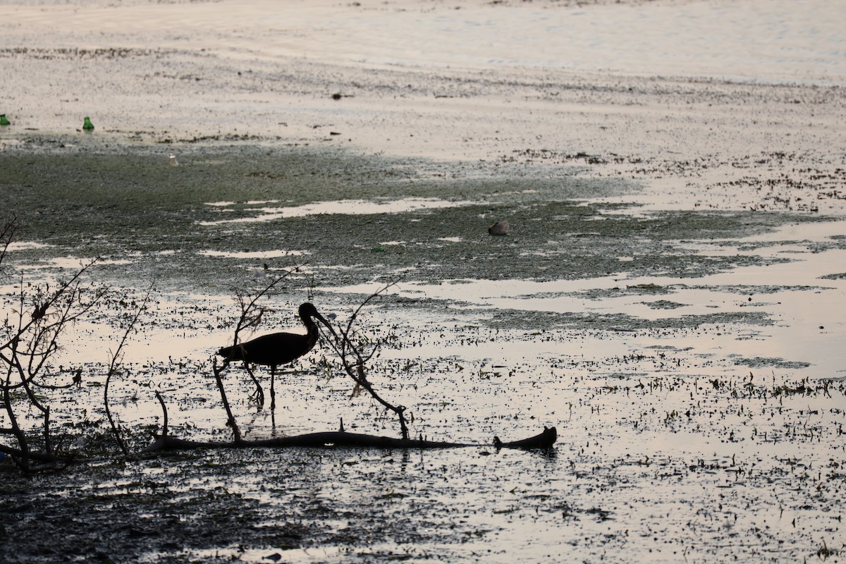Glossy Ibis - ML639785626