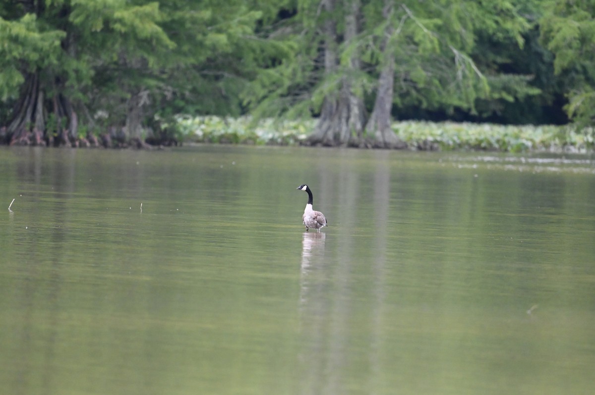 Cackling/Canada Goose - ML639785643