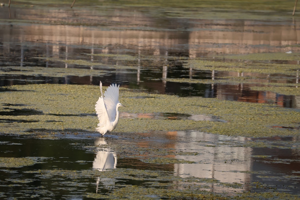 Little Egret - ML639785661