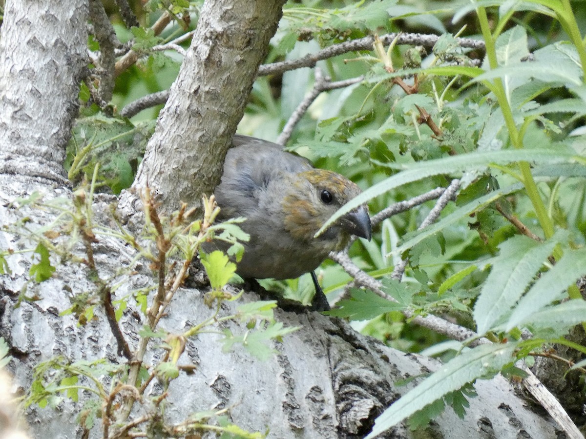 Pine Grosbeak - ML639785682