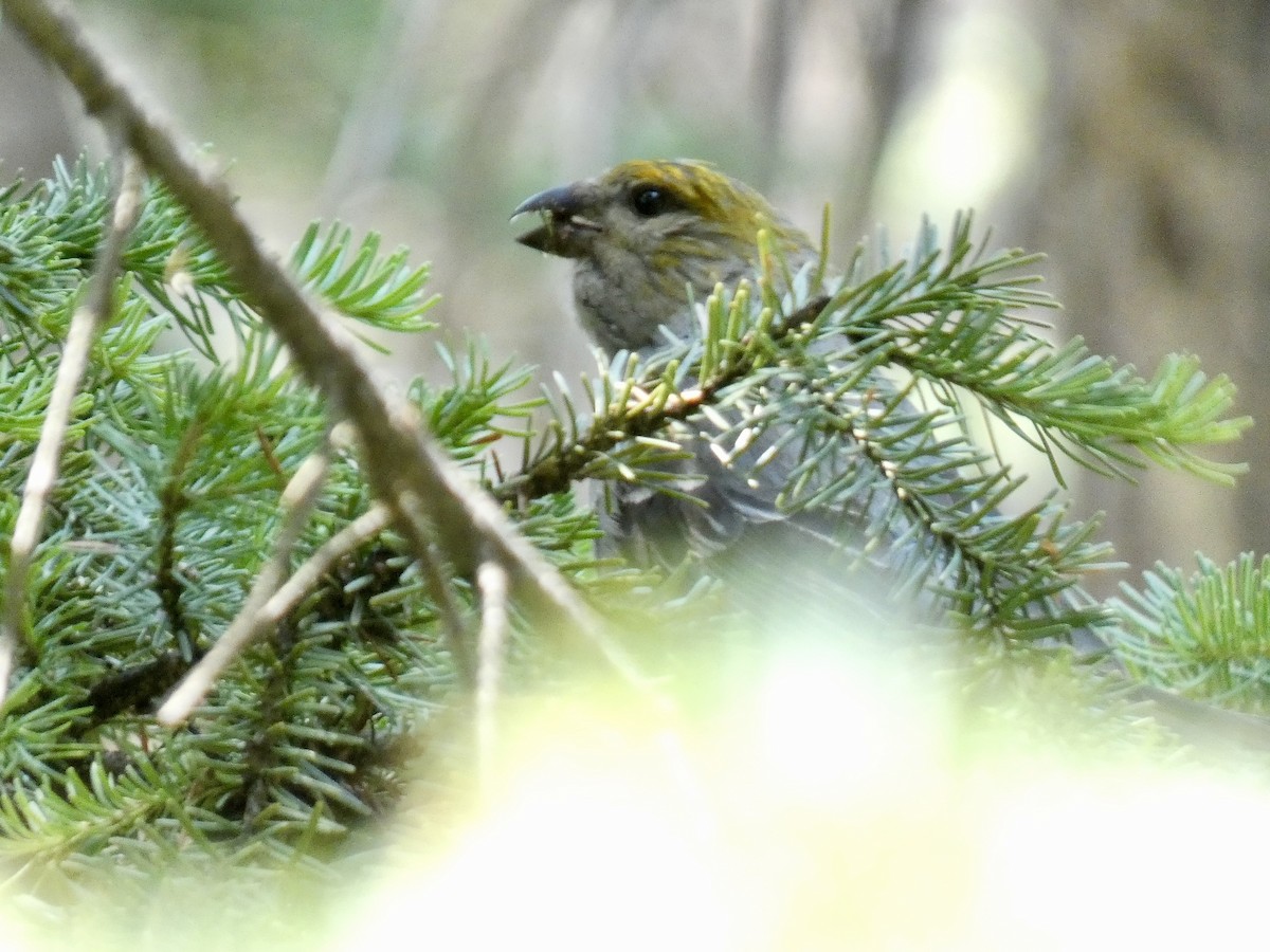 Pine Grosbeak - ML639785685