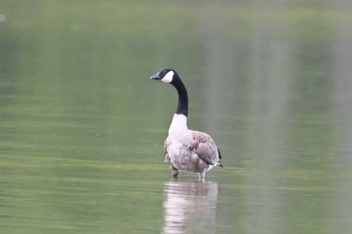 Cackling/Canada Goose - ML639785708