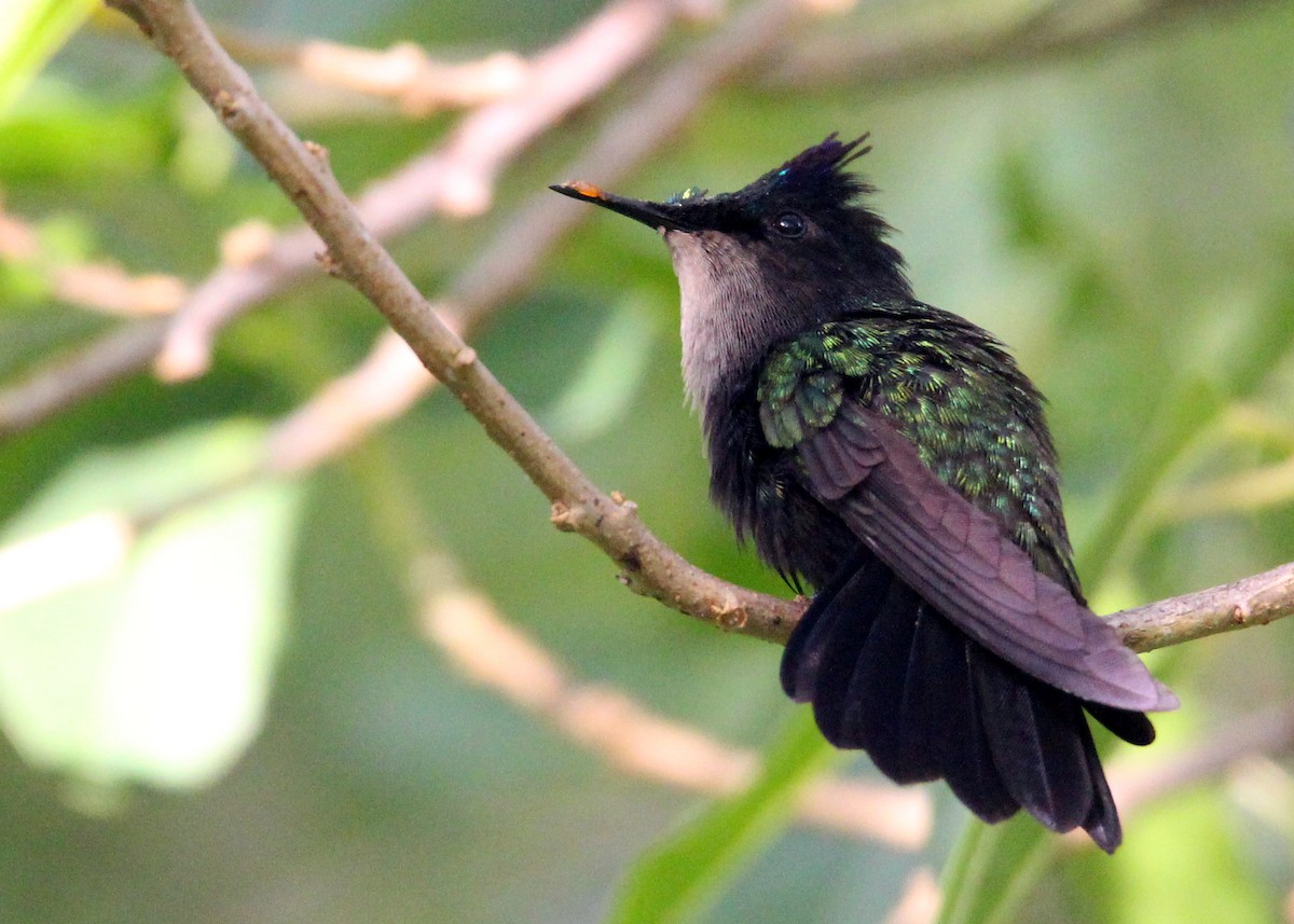 Antillean Crested Hummingbird - ML639785720