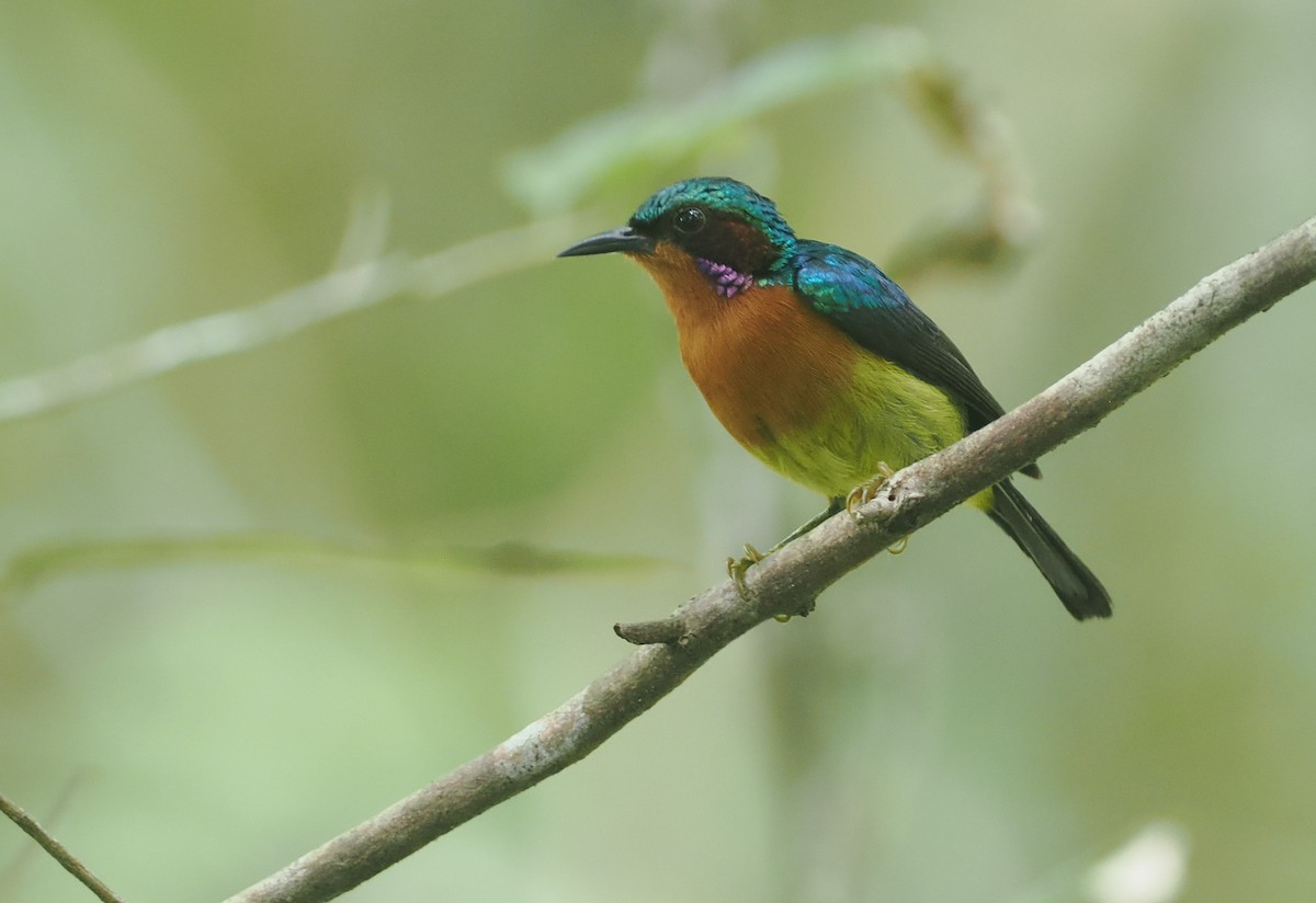 Rubinwangen-Nektarvogel - ML639785723