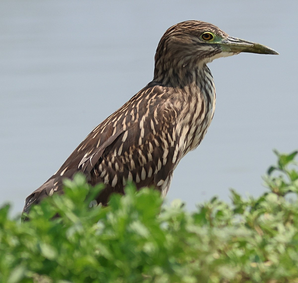 ゴイサギ - ML639785730