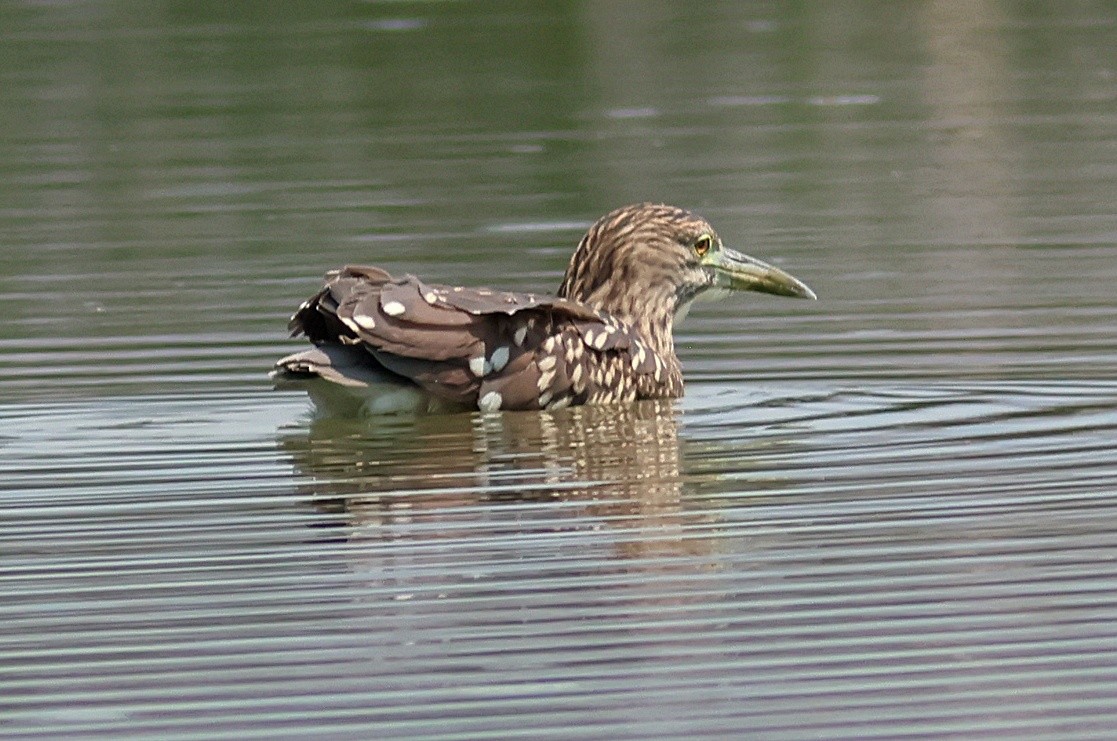 ゴイサギ - ML639785731
