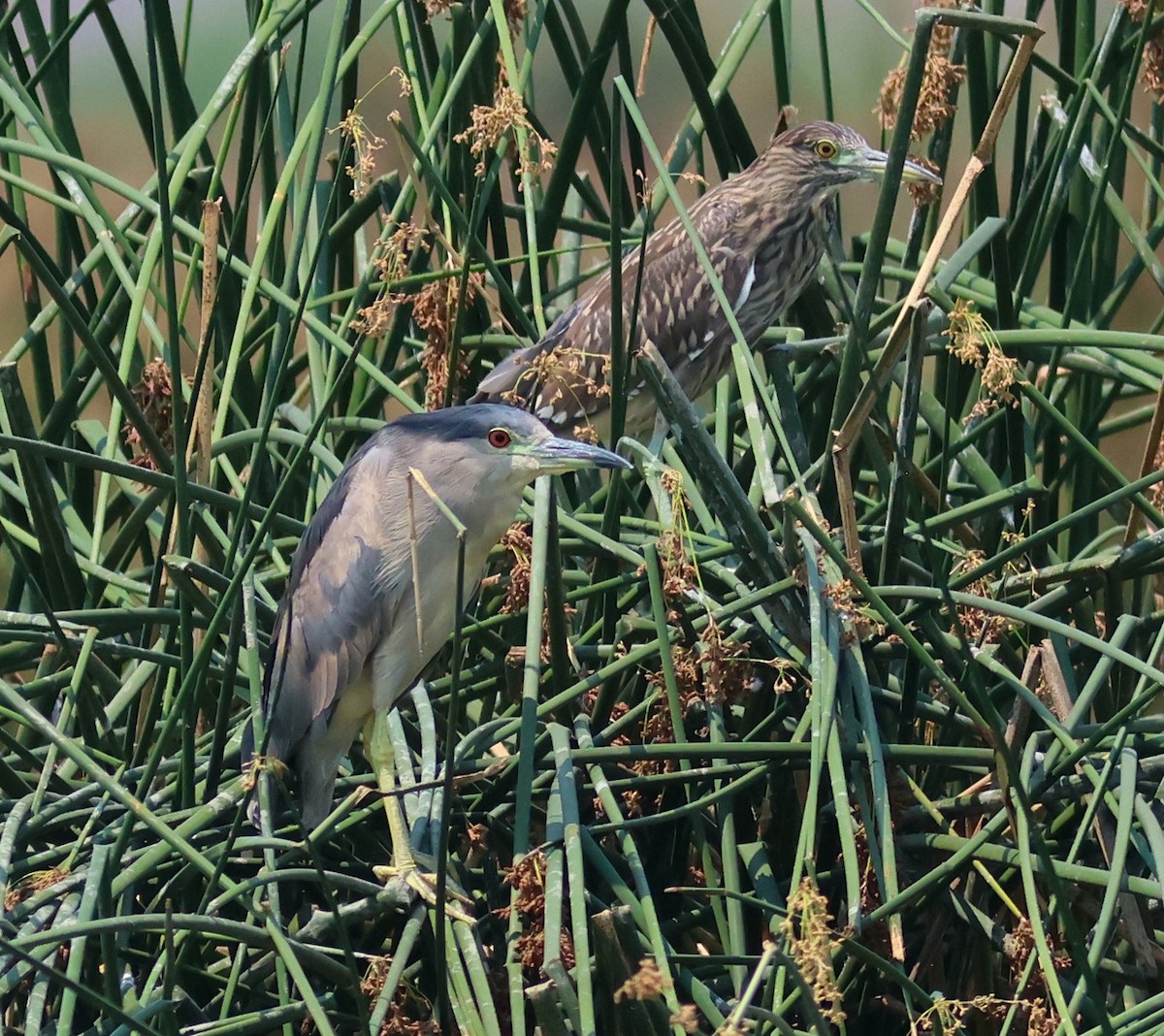 ゴイサギ - ML639785735