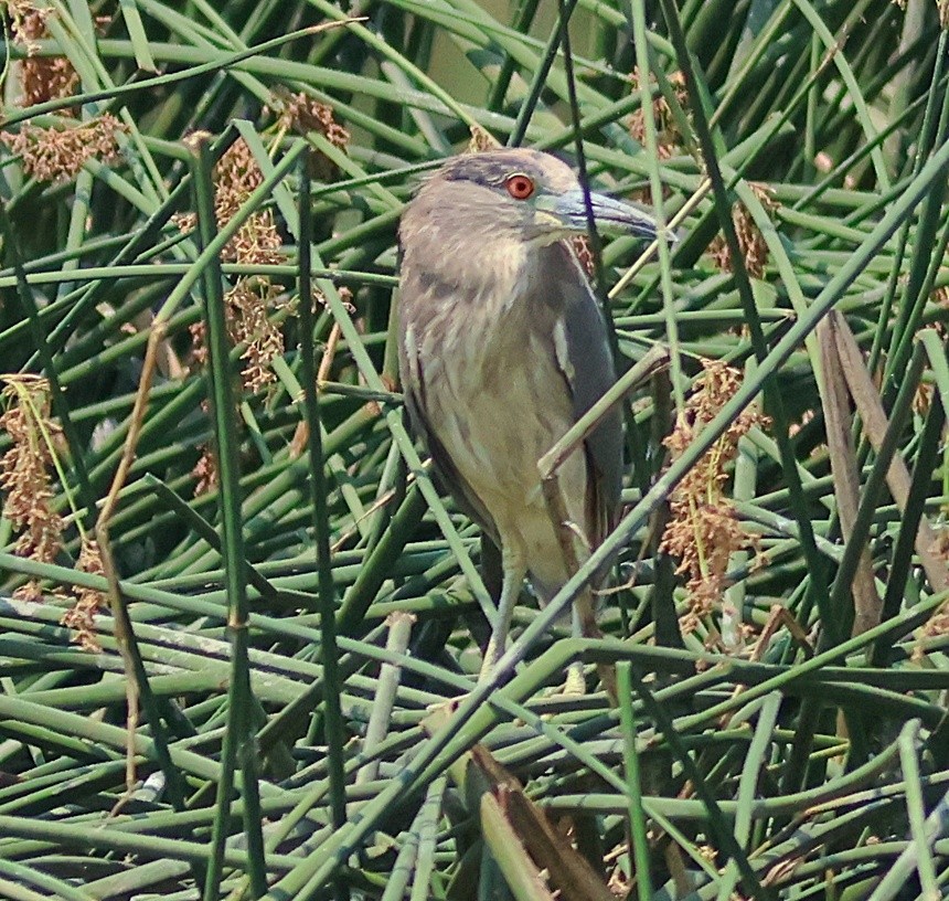 ゴイサギ - ML639785736