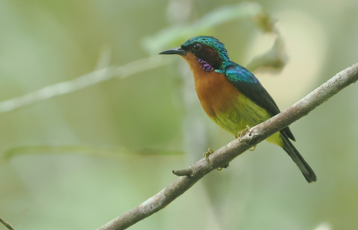 Rubinwangen-Nektarvogel - ML639785744